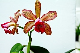 蘭花,花,鮮花