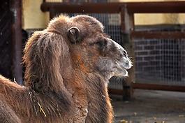 駱駝,動物園,zweihoeckriges