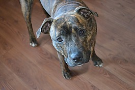 狗,可愛,staffy