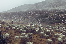 sumapaz,性質(zhì),frailejon