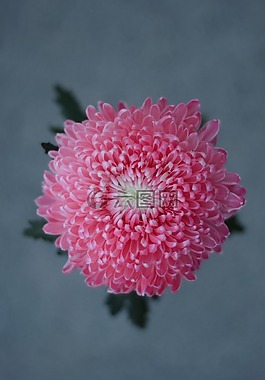 菊花,花,大波斯菊