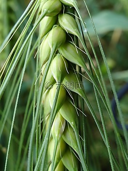 谷物,農(nóng)業(yè),性質(zhì)