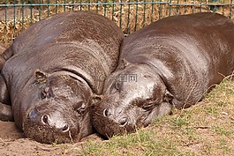 河馬,動物園,休息