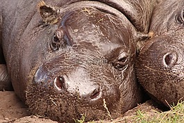 河馬,動物園,休息