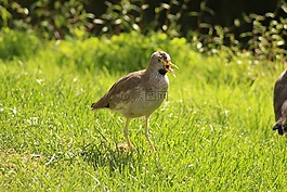 鳥,動物園,野生鳥