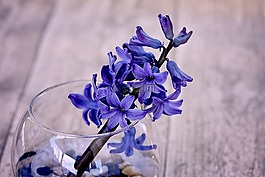 风信子,蓝色,blueme