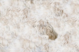 動(dòng)物,狗,毛皮