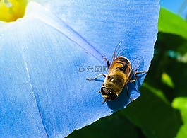 牽?；?藍(lán)色,花卉