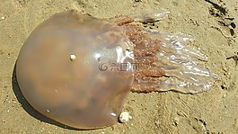 砂,海灘,meduse