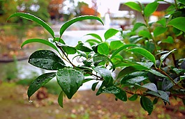 雨,绿色,一滴水
