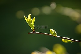 芽,春天,植物群