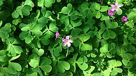 三葉草,自然,綠色