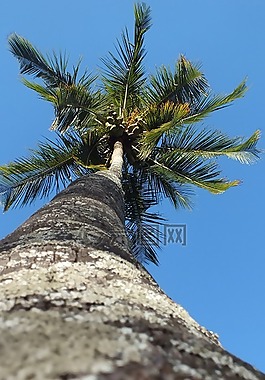 棕櫚樹,雄偉,長(zhǎng)