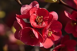 木瓜,紅色,性質(zhì)