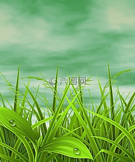 草坪,植物,葉