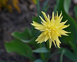 水仙,花,開花