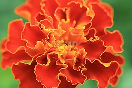 萬壽菊,花,自然