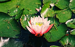 百合,睡蓮,水球
