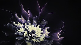 花,薰衣草,分形