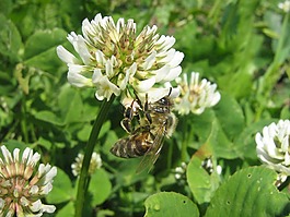 三葉草,花卉,蜜蜂