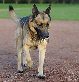 狗,德國(guó)牧羊犬,動(dòng)物