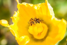 蜜蜂,黃色,花粉