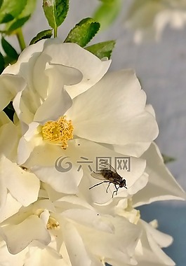 鮮花,飛,白