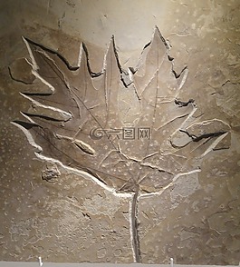 宏碁,葉,始新世