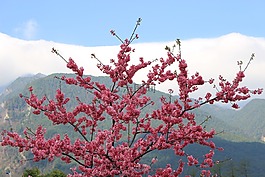 苍山,樱花,春天