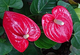 火鶴花,花,尾花