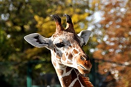 長(zhǎng)頸鹿,頭,動(dòng)物園