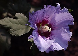 花瓣,鮮花,性質(zhì)