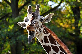 長頸鹿,頭,動(dòng)物園