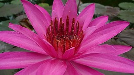 花,睡蓮,水生植物
