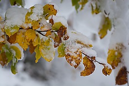 分支機(jī)構(gòu),雪,葉子