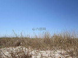 海灘,沙丘,草