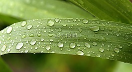 雨滴,綠色,滴