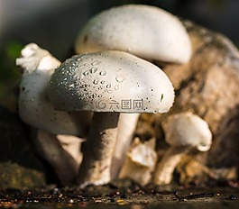 蘑菇,性質(zhì),白