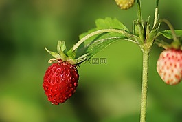 strawbery,漿果,自然