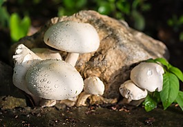 蘑菇,性質(zhì),白