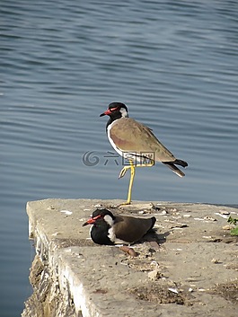 鳥,一條腿,湖