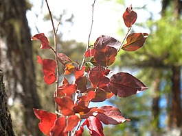 紅葉,植物,秋