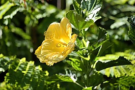 充滿活力,黃色,芙蓉花