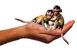 情感,動物,手