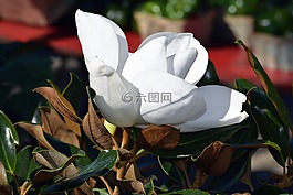 玉蘭花,樹(shù),植物