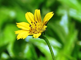 花,黃色,花園