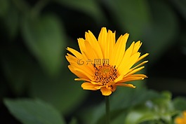 花,開花,黃色