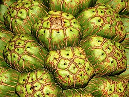 壁紙,紋理,大果