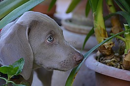 狗,小狗,獵犬