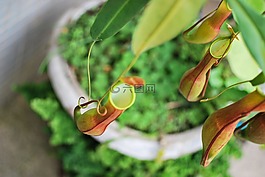 花園,外來植物,植物insetívora